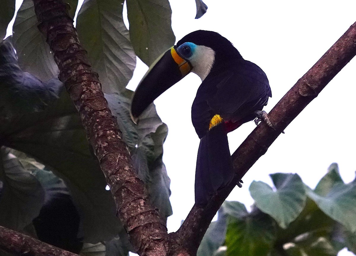 Channel-billed Toucan - ML638255551
