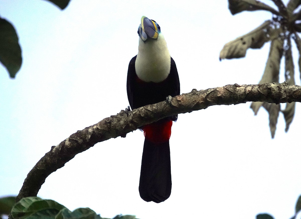 Channel-billed Toucan - ML638255552