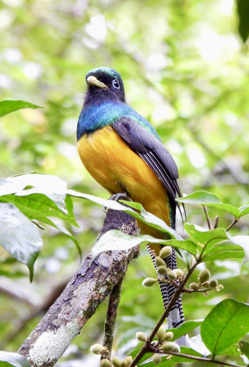 Atlantic Black-throated Trogon - ML638255562