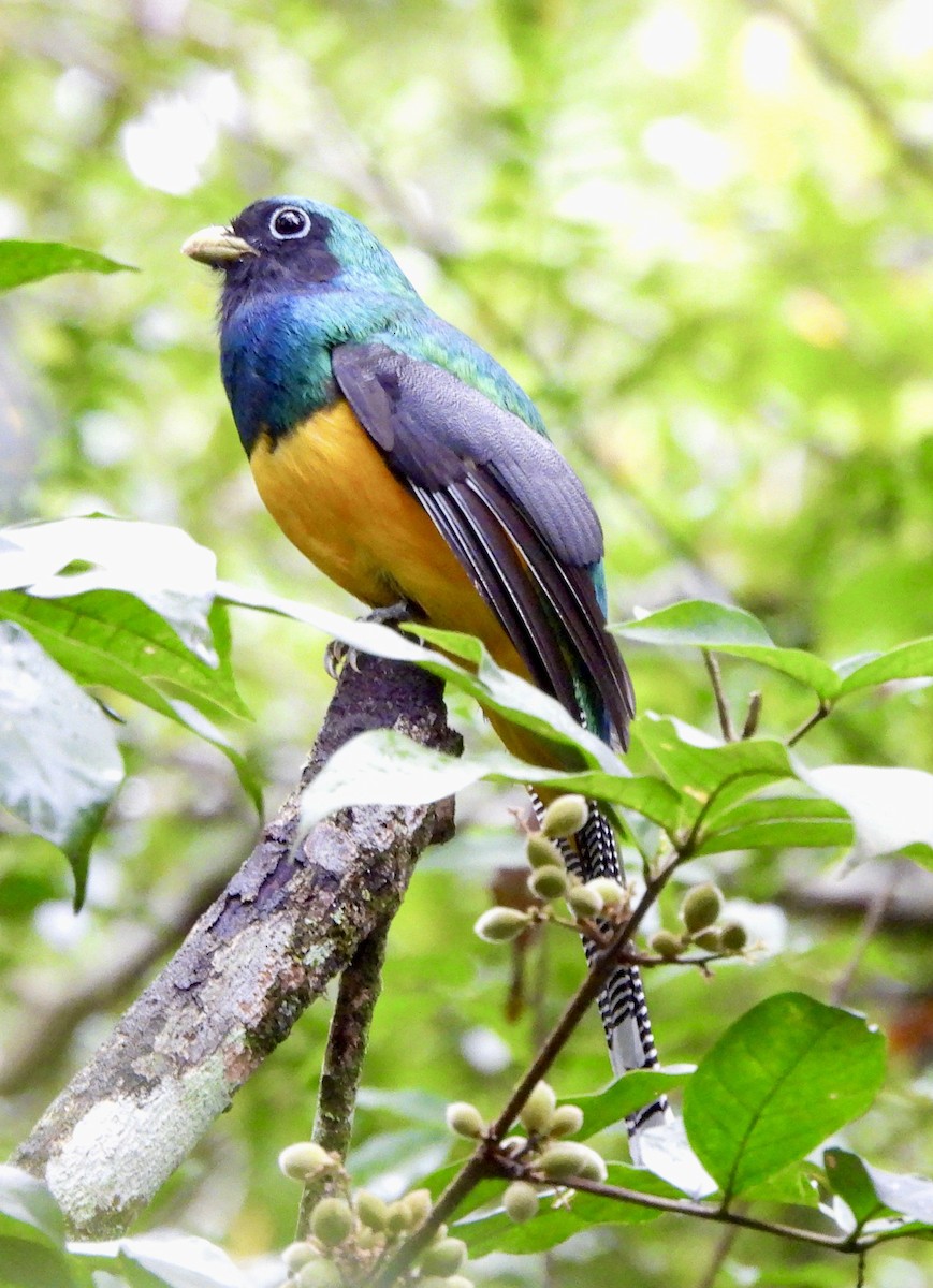 Atlantic Black-throated Trogon - ML638255563