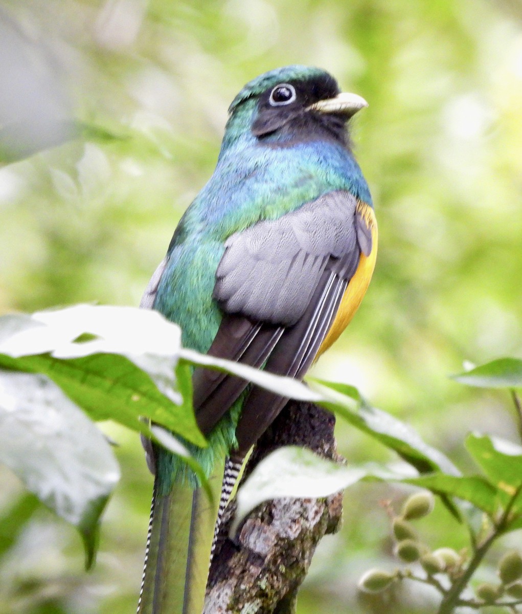 Atlantic Black-throated Trogon - ML638255564