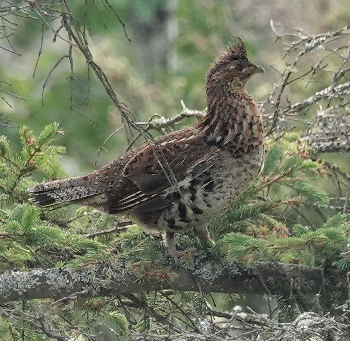 Ruffed Grouse - ML638255569