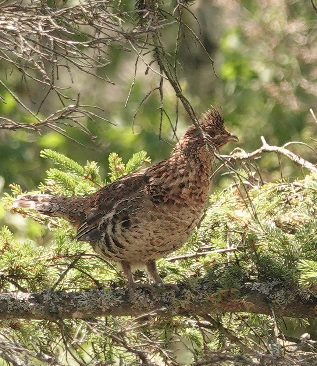 Ruffed Grouse - ML638255570