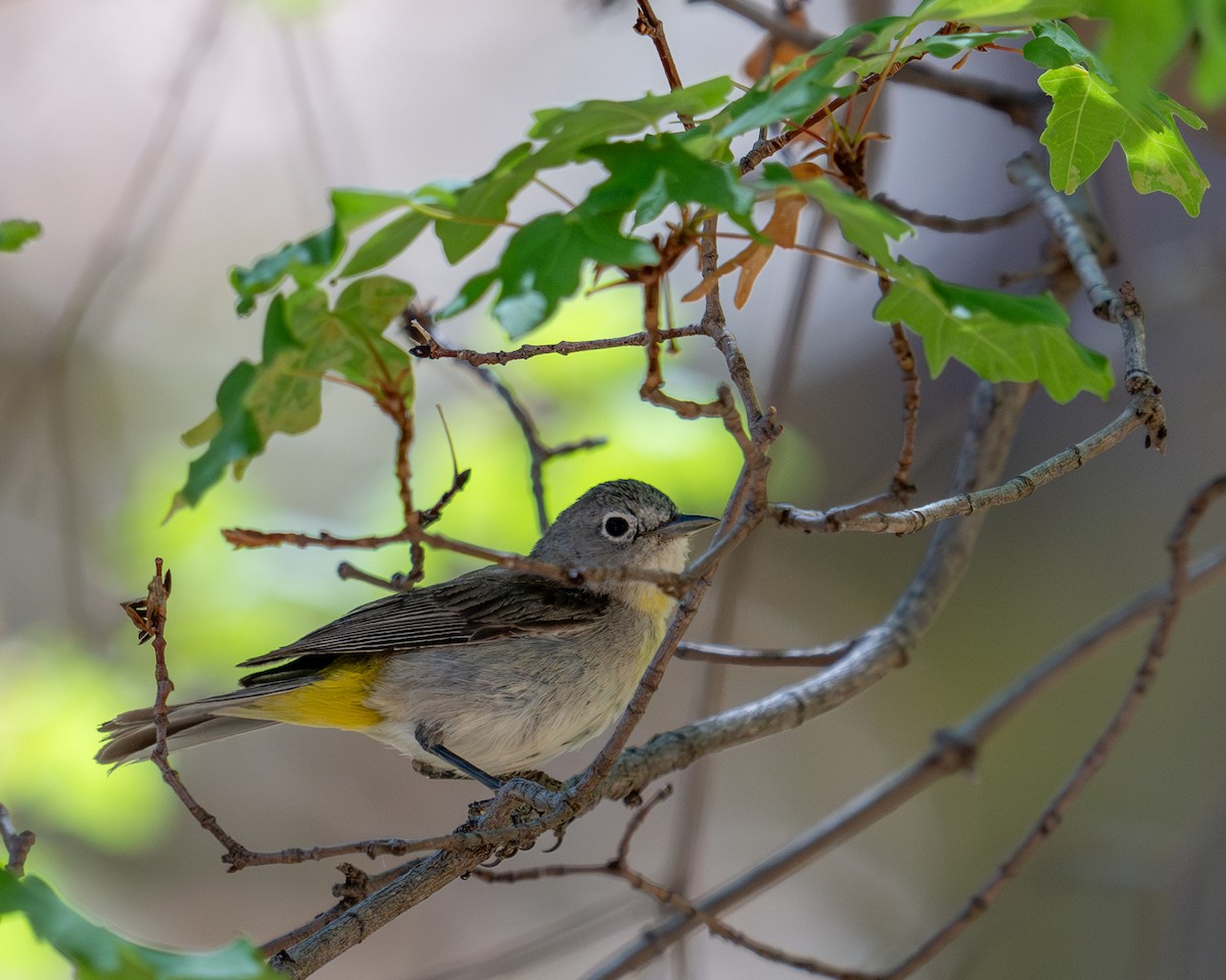Virginia's Warbler - ML638255577