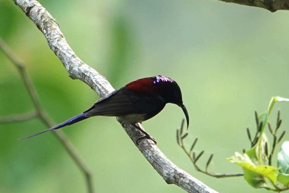 Schwarzkehl-Nektarvogel - ML638255582