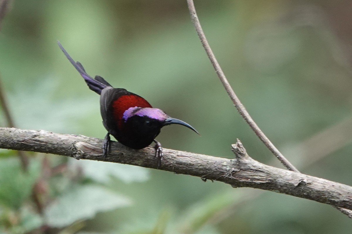 Schwarzkehl-Nektarvogel - ML638255590