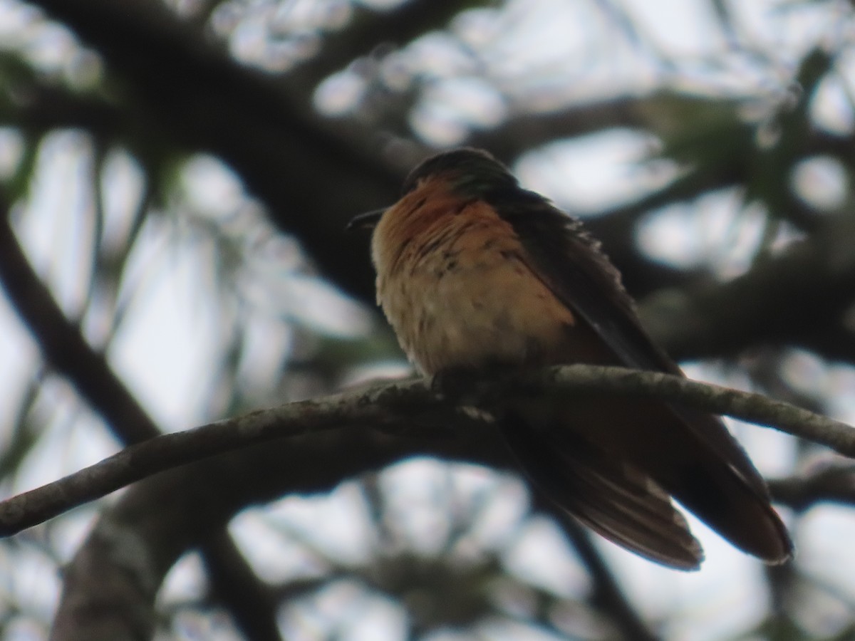 Rufous Sabrewing - ML638255603