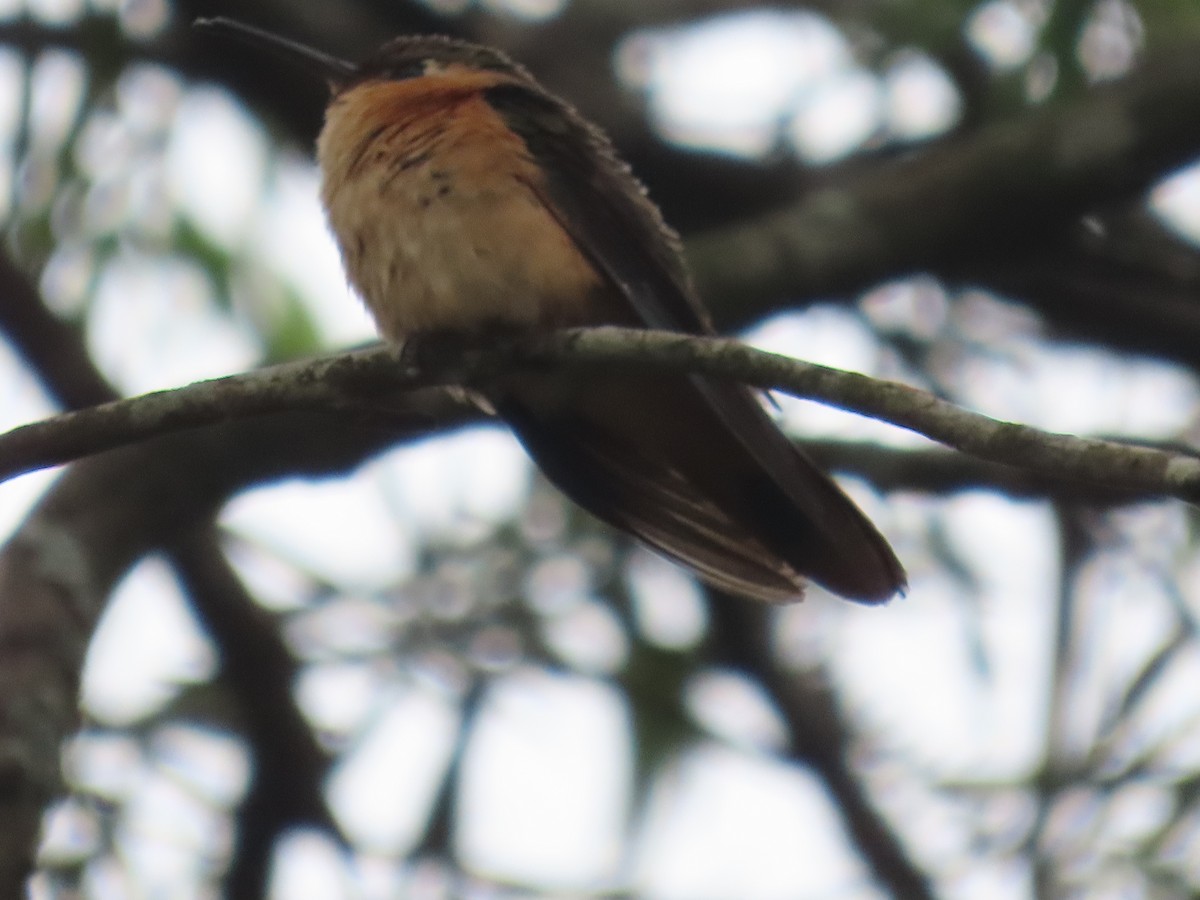 Rufous Sabrewing - ML638255604