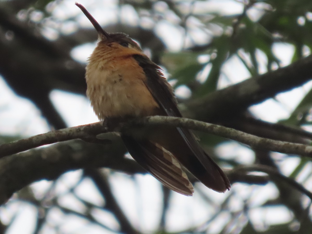 Rufous Sabrewing - ML638255605