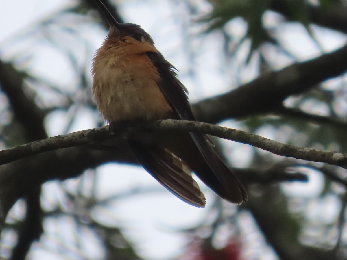 Rufous Sabrewing - ML638255606