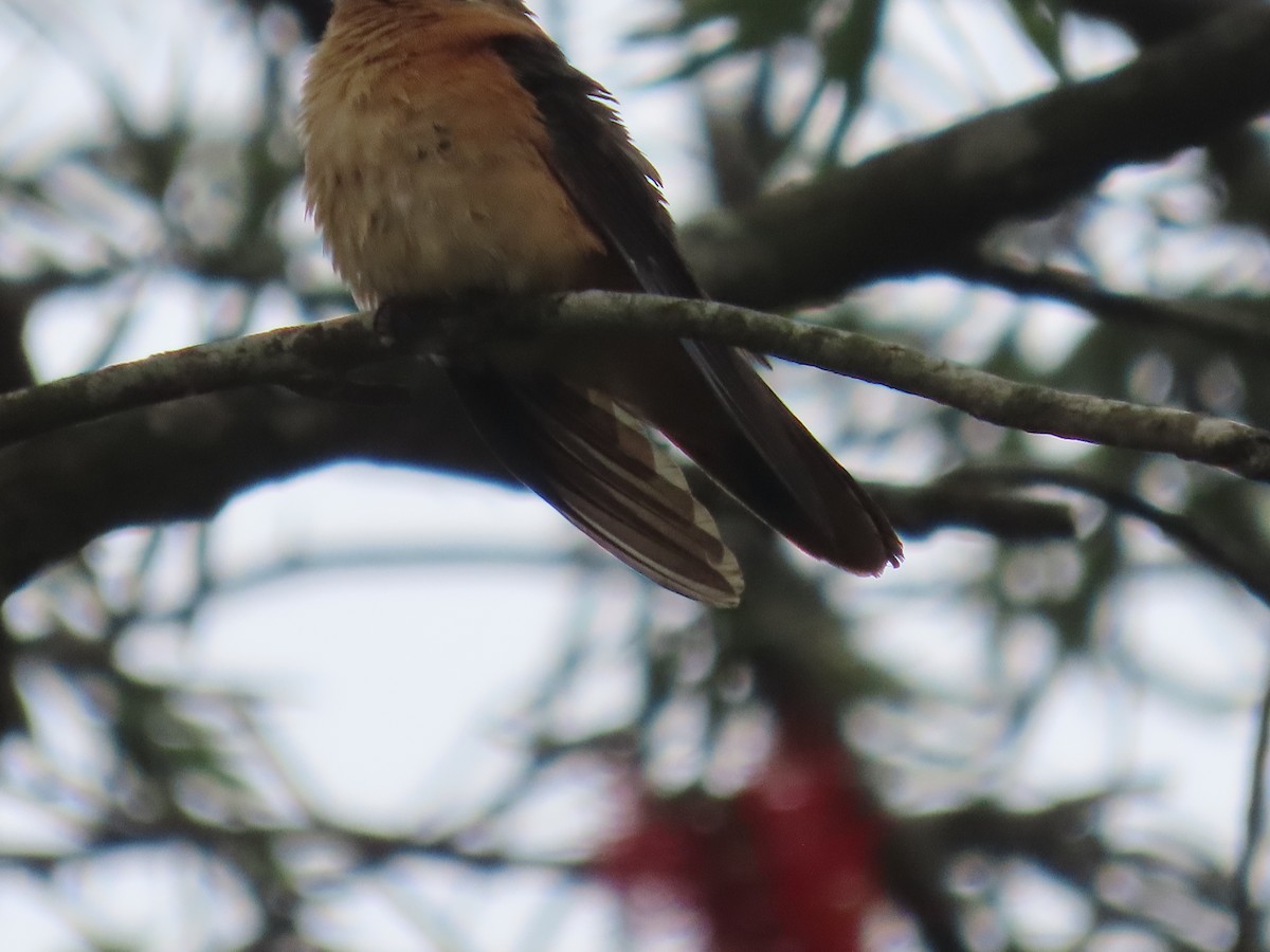 Rufous Sabrewing - ML638255607