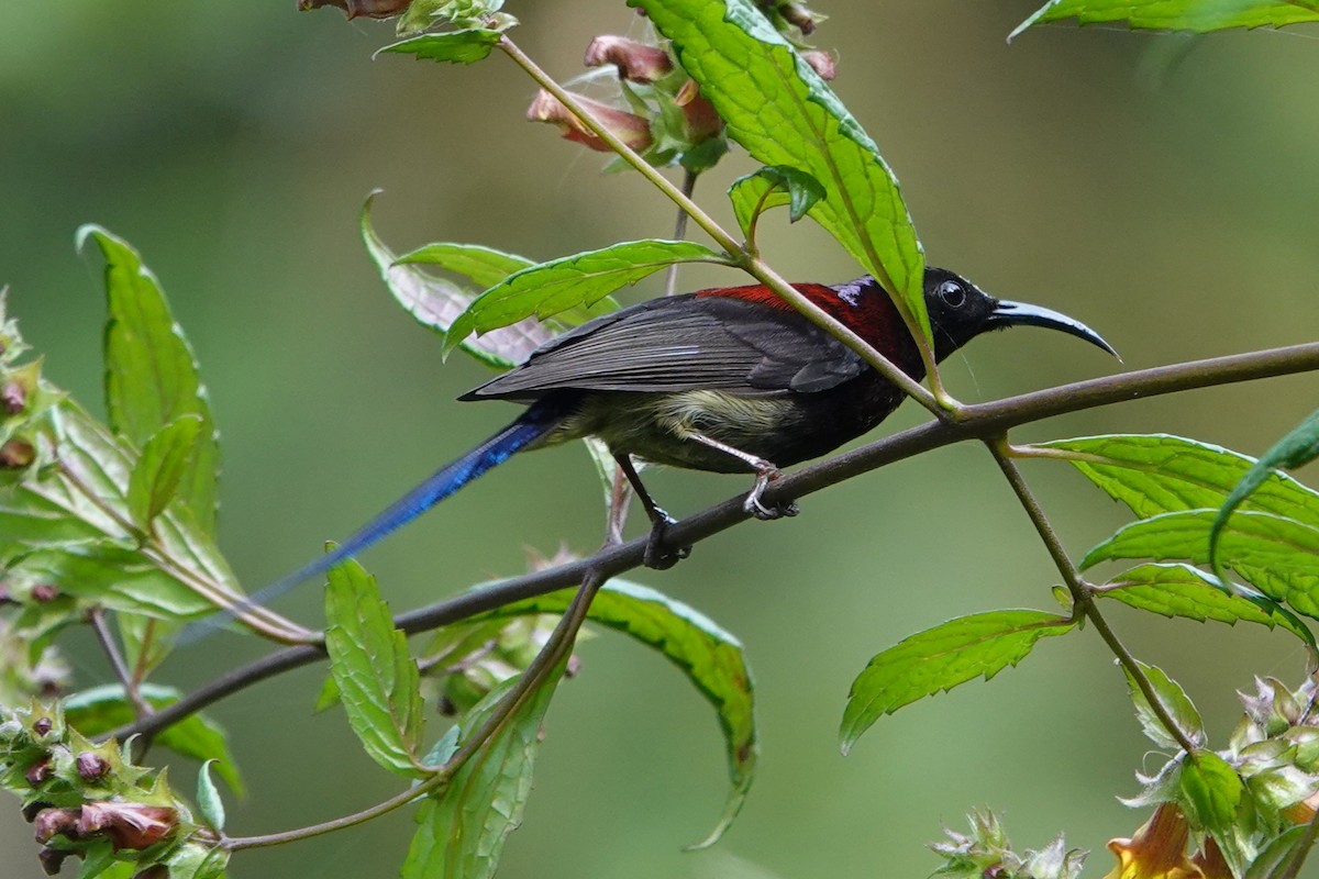 Schwarzkehl-Nektarvogel - ML638255608