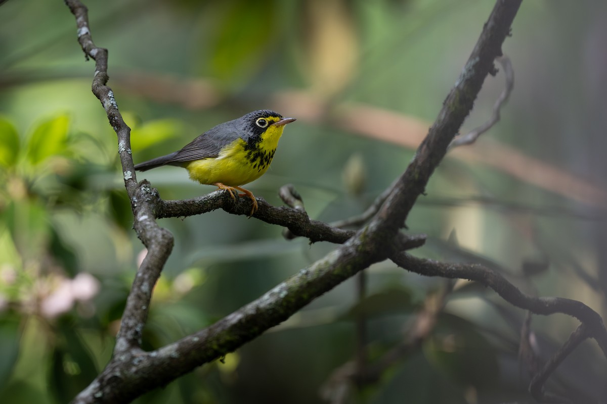 Canada Warbler - ML638255614