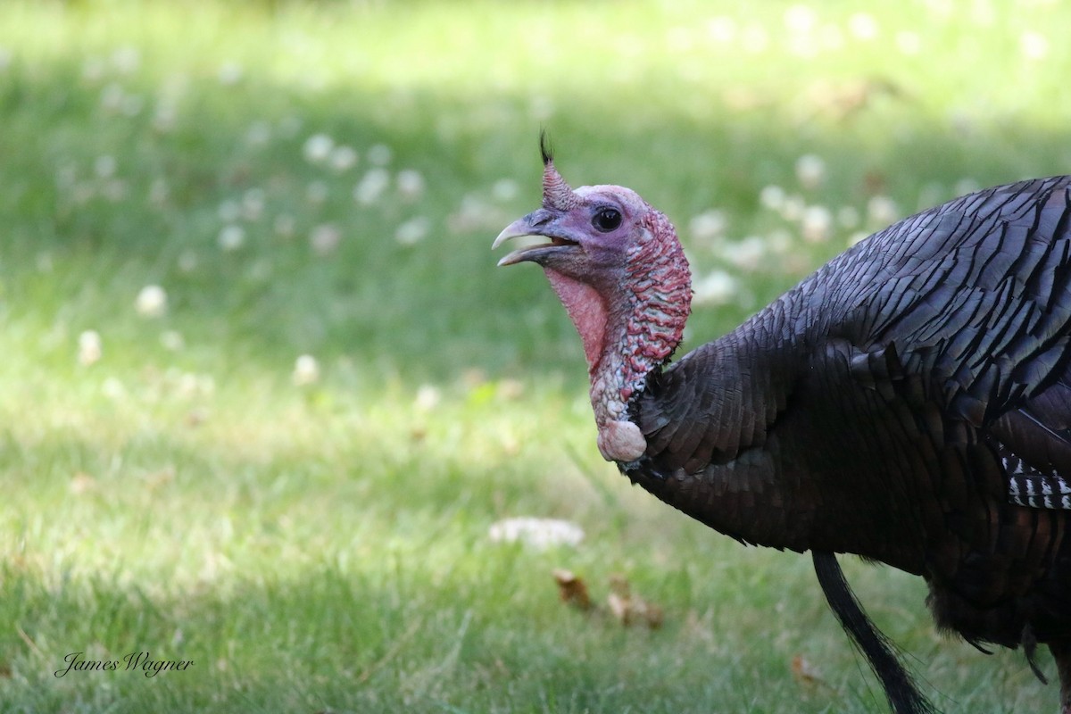 Wild Turkey - ML638255627