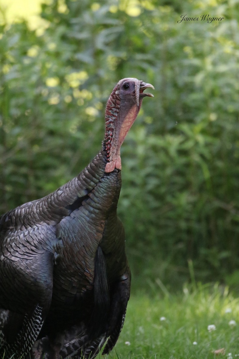 Wild Turkey - ML638255628