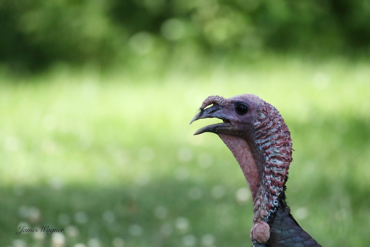 Wild Turkey - ML638255630
