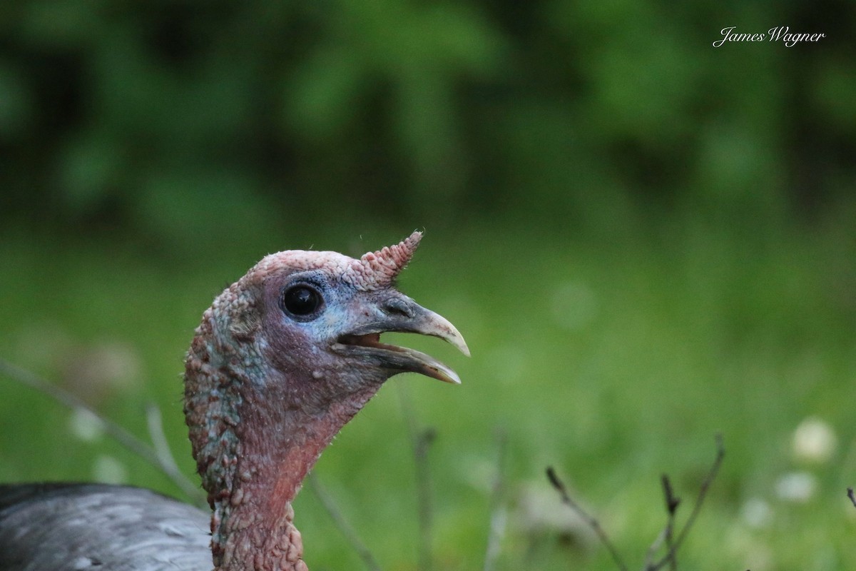 Wild Turkey - ML638255631