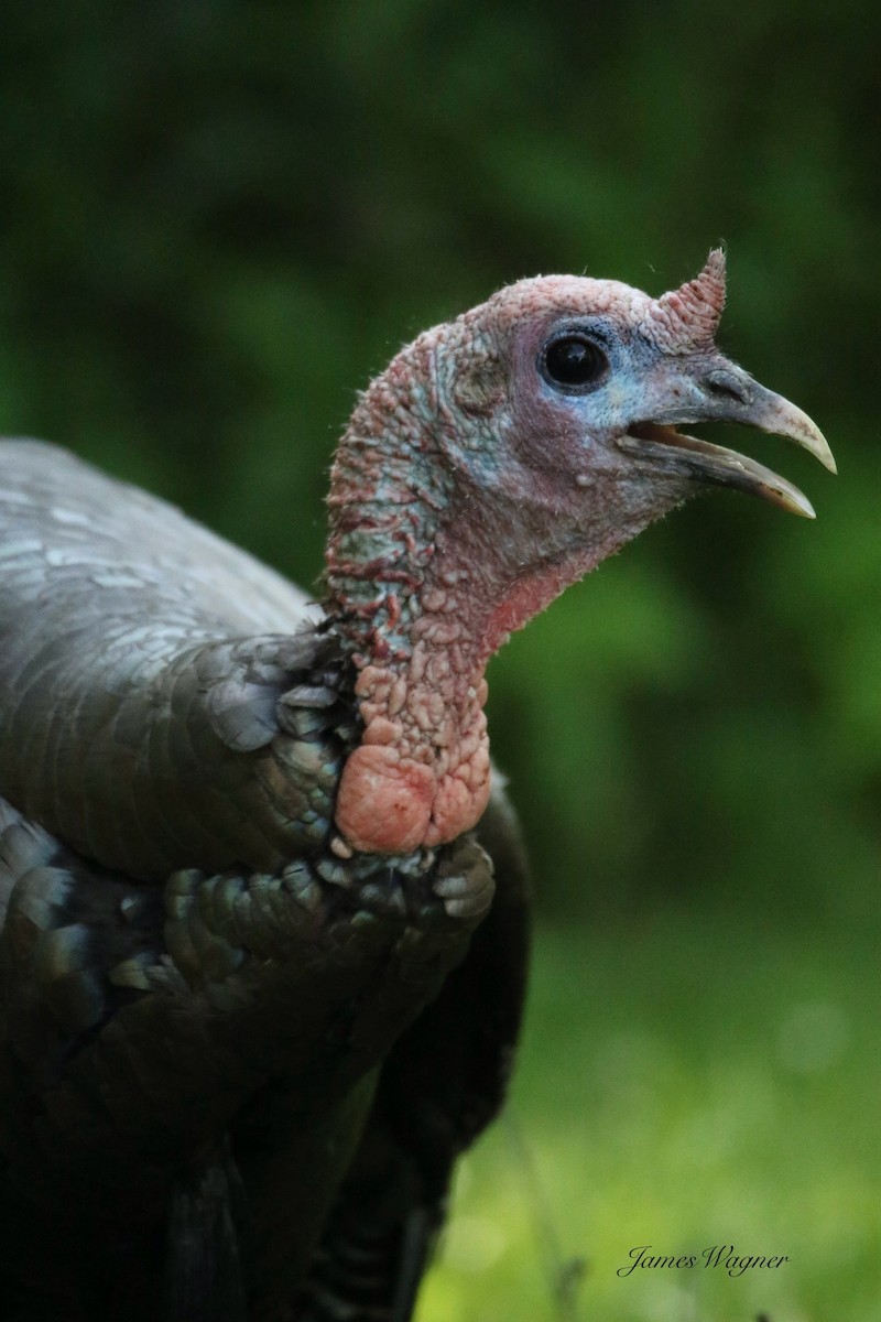Wild Turkey - ML638255632