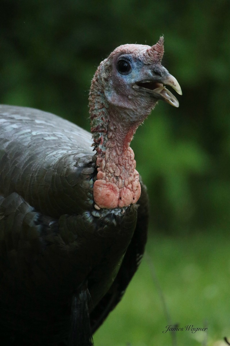Wild Turkey - ML638255633