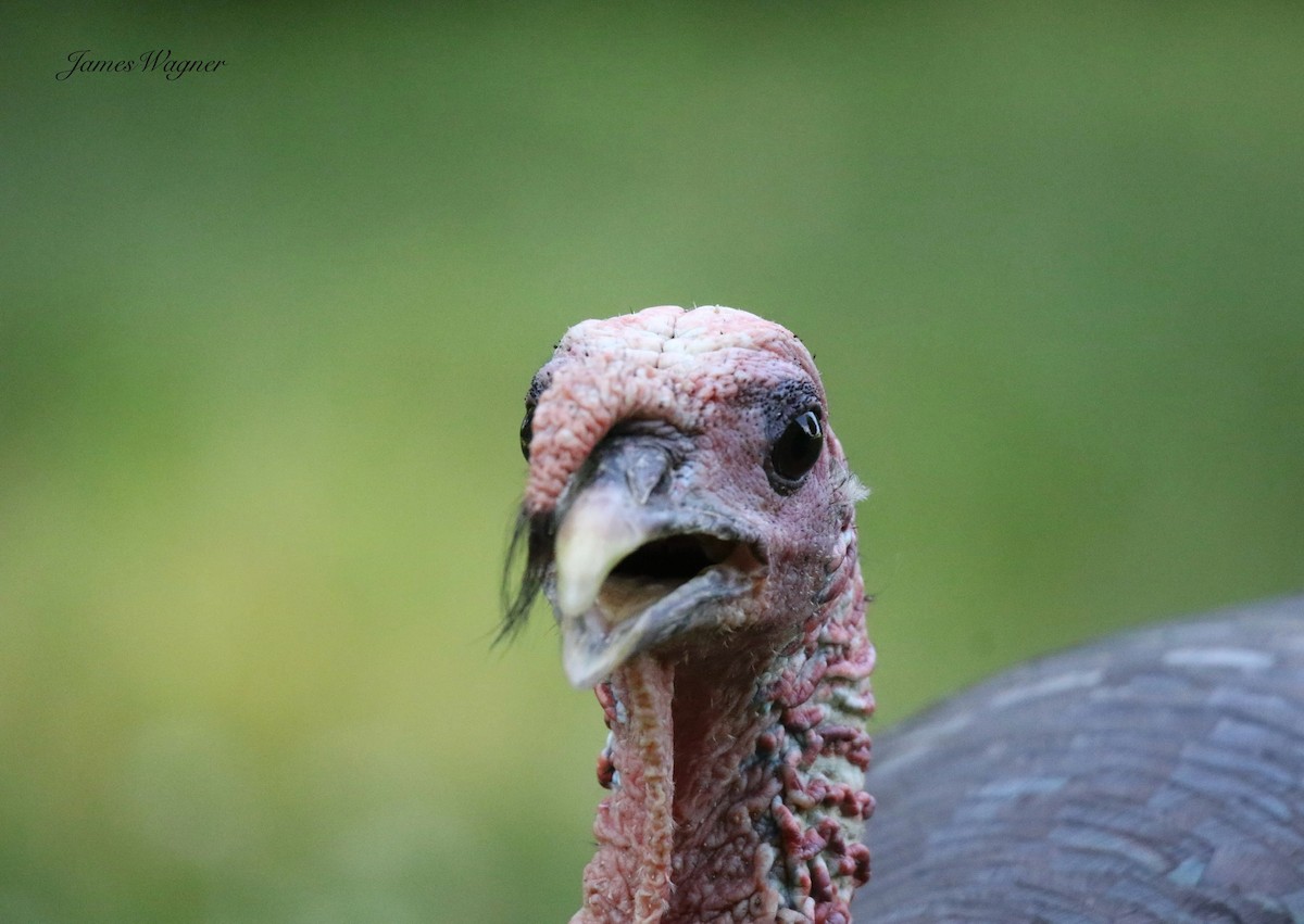 Wild Turkey - ML638255634