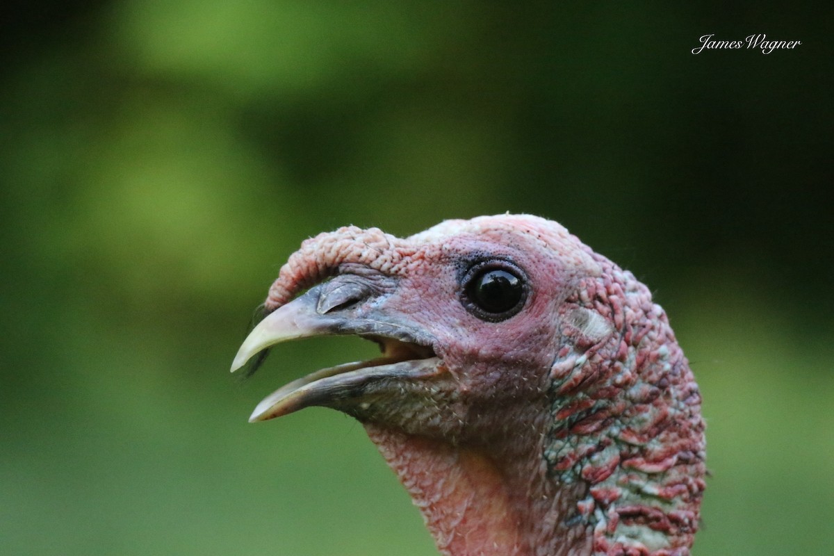 Wild Turkey - ML638255635