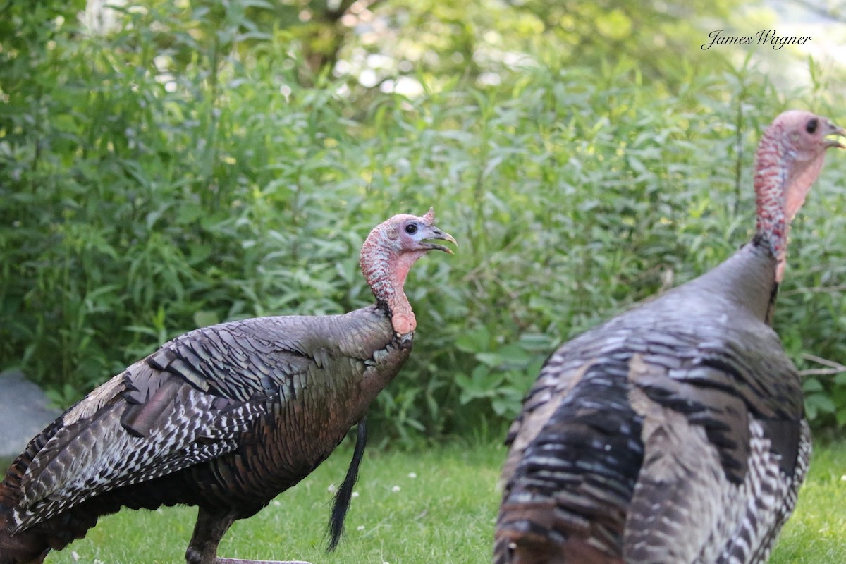 Wild Turkey - ML638255637