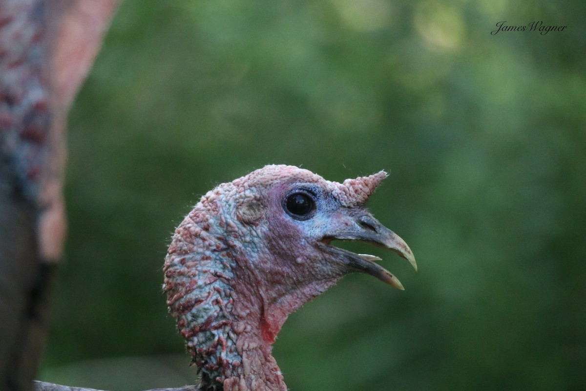 Wild Turkey - ML638255638