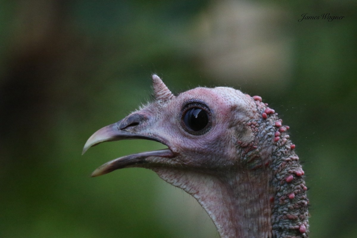 Wild Turkey - ML638255639