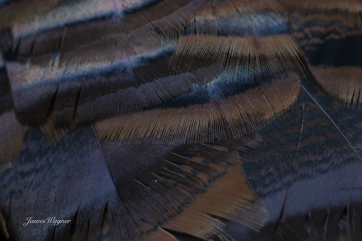 Wild Turkey - ML638255640