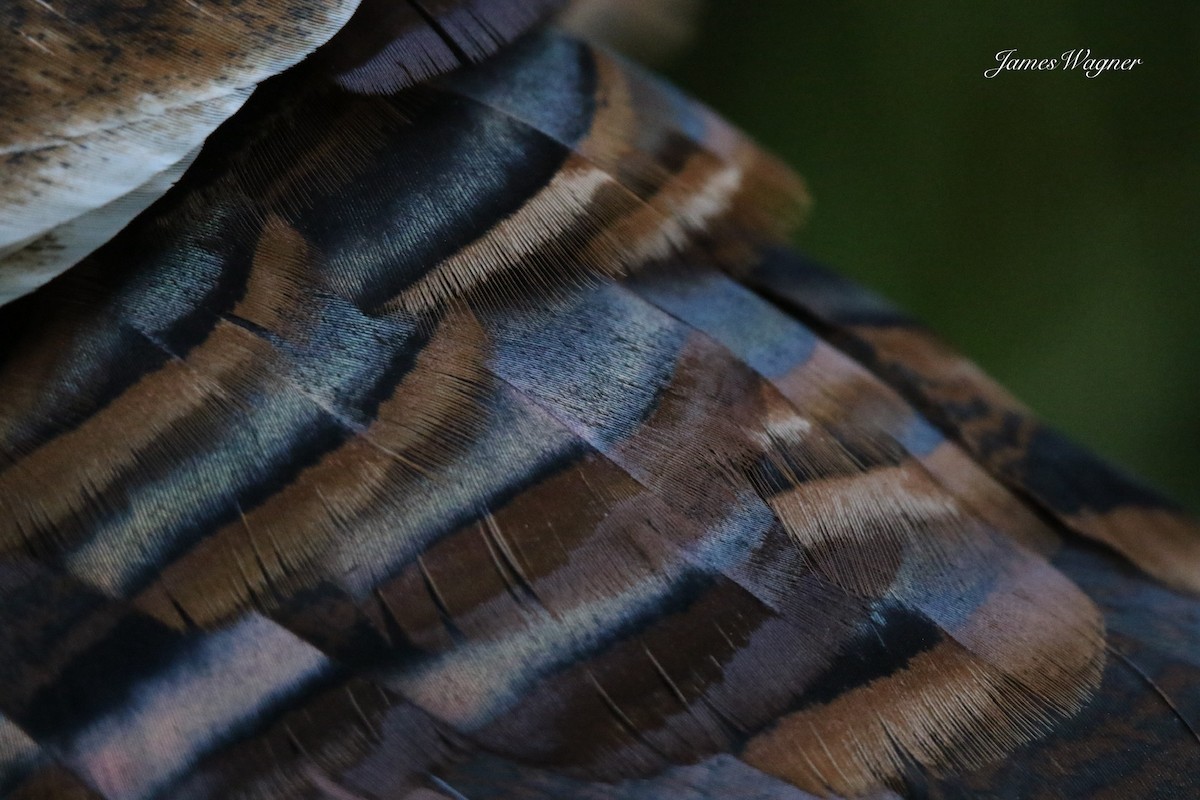 Wild Turkey - ML638255641