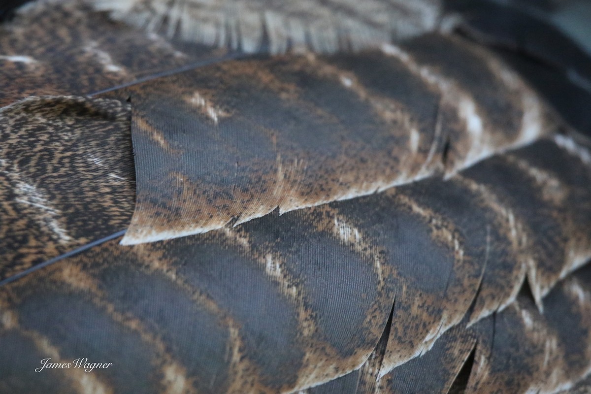 Wild Turkey - ML638255642