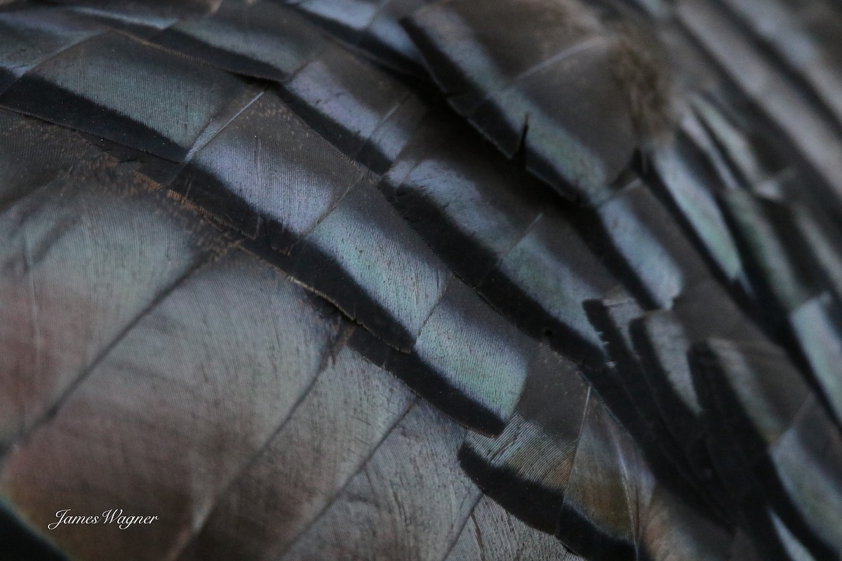 Wild Turkey - ML638255644