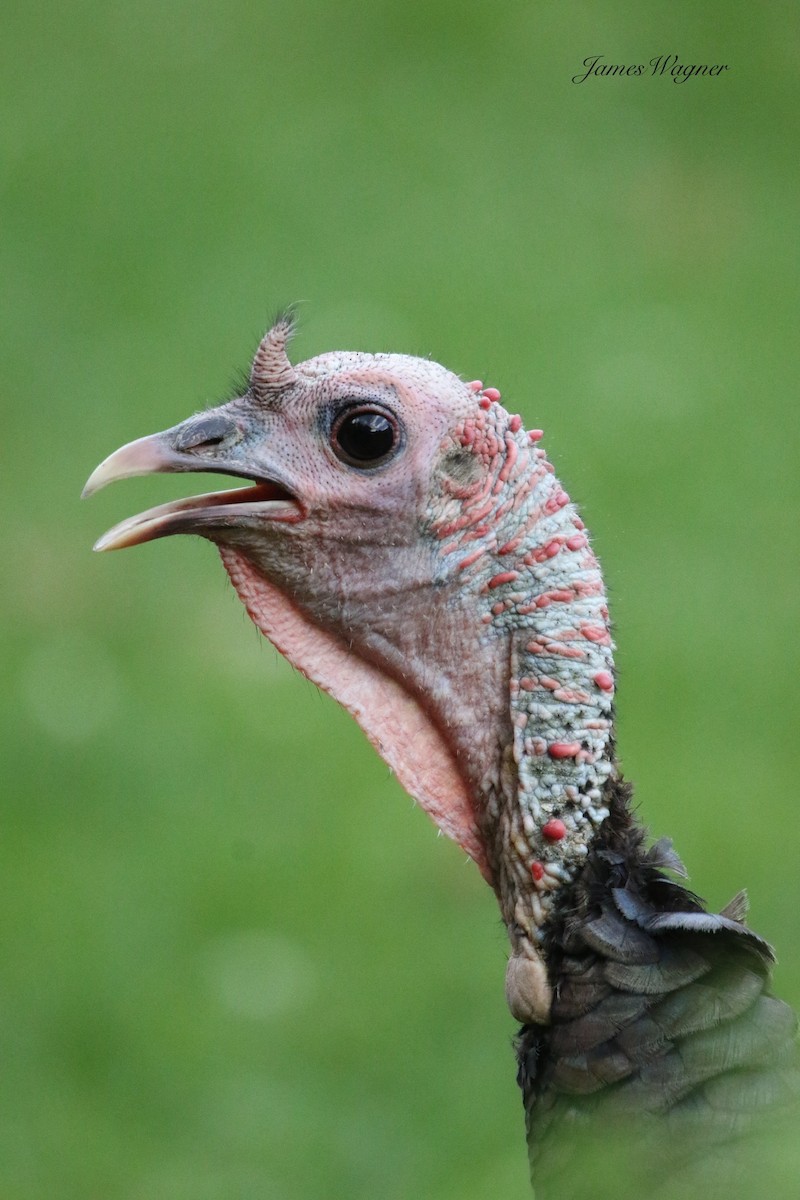 Wild Turkey - ML638255646