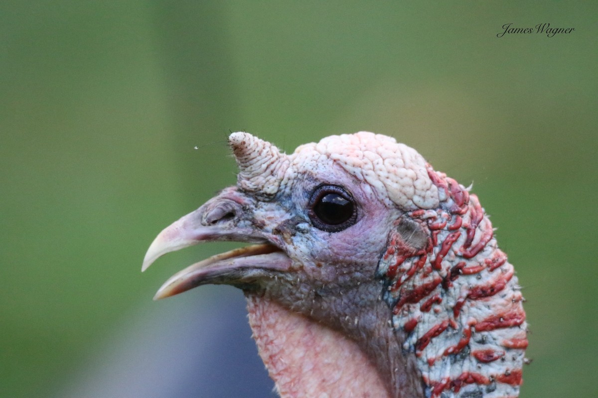 Wild Turkey - ML638255649