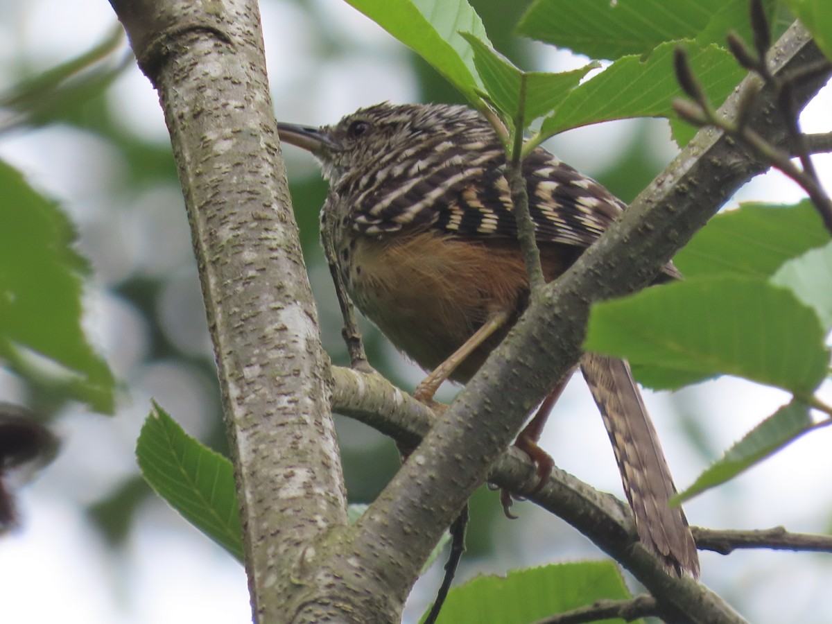 Band-backed Wren - ML638255657