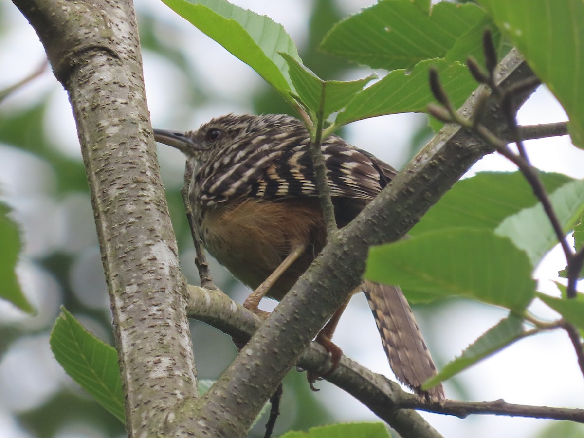 Band-backed Wren - ML638255658