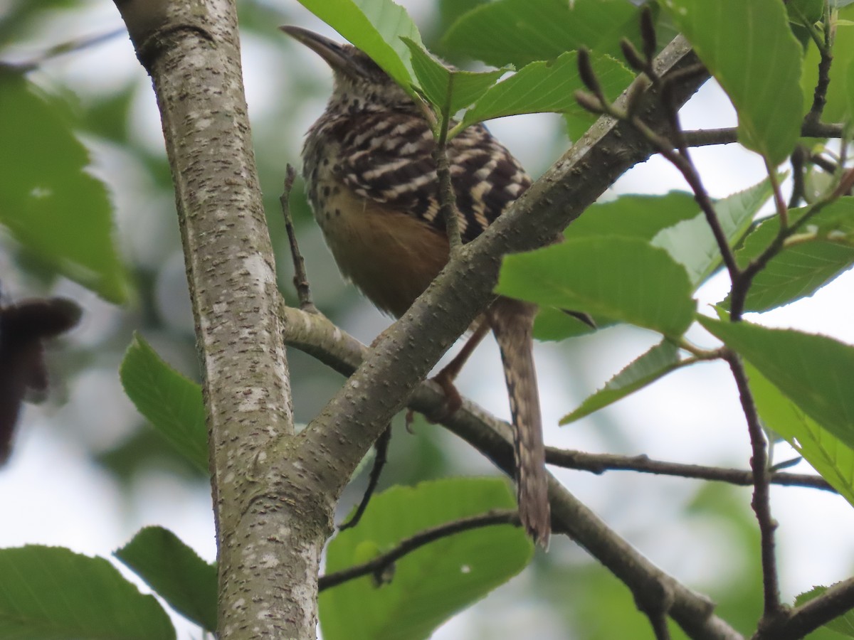 Band-backed Wren - ML638255660