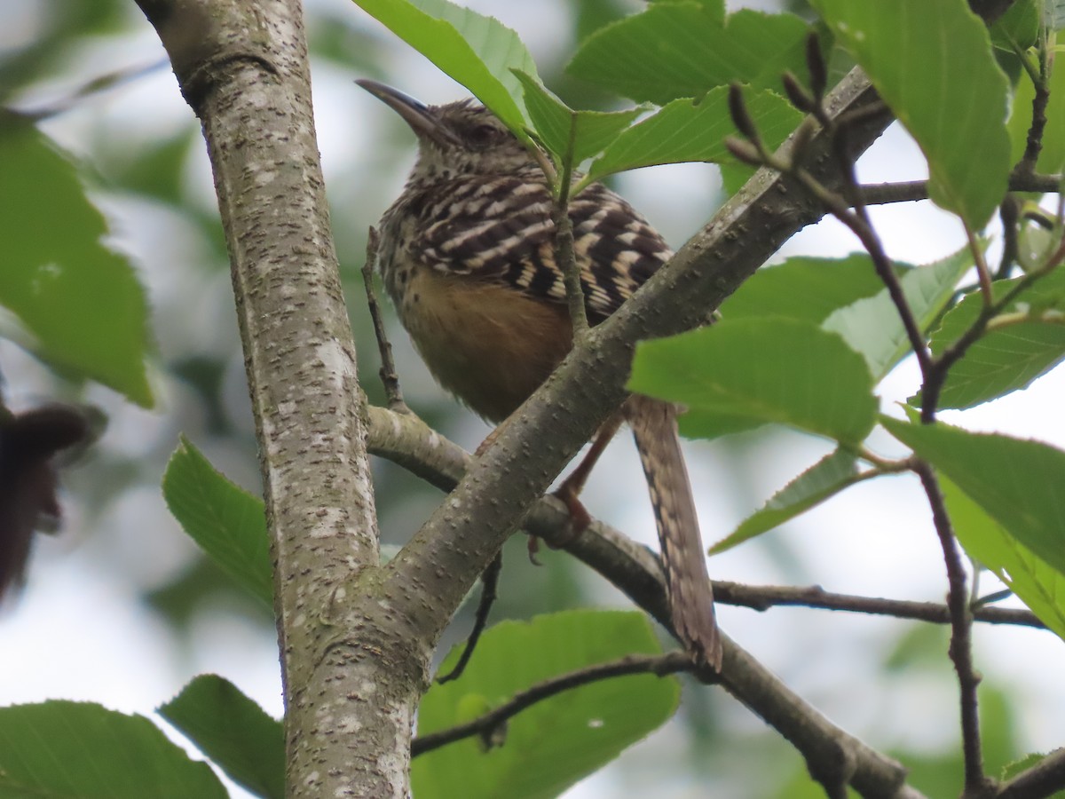 Band-backed Wren - ML638255662