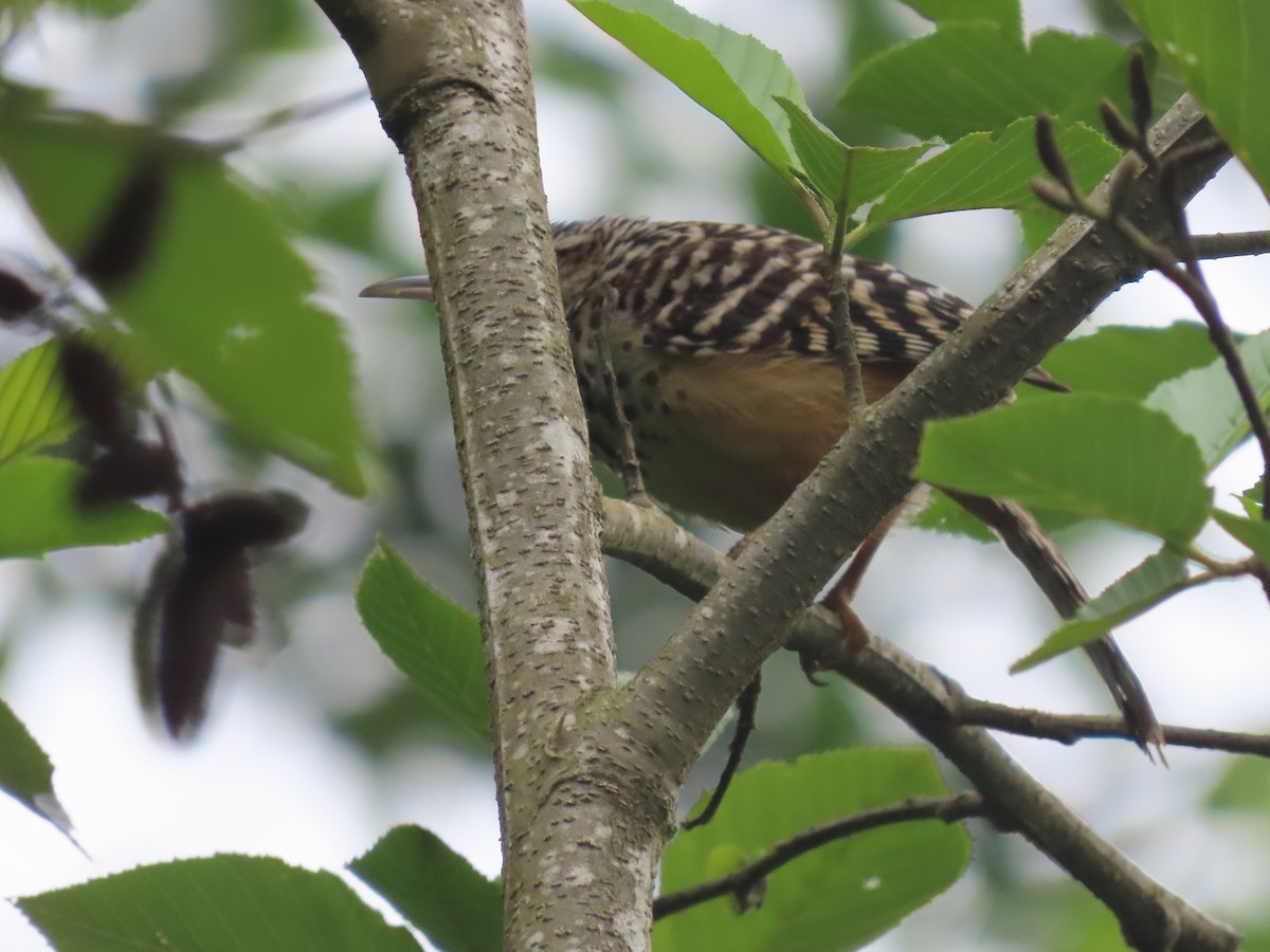 Band-backed Wren - ML638255663