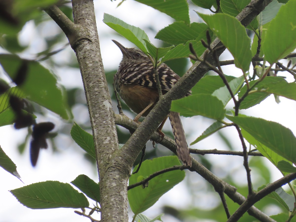 Band-backed Wren - ML638255665