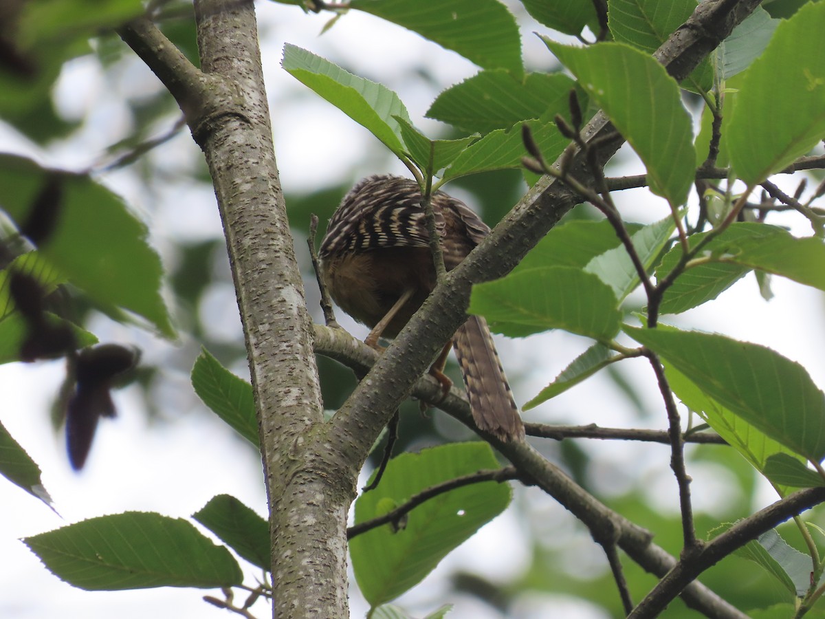 Band-backed Wren - ML638255667