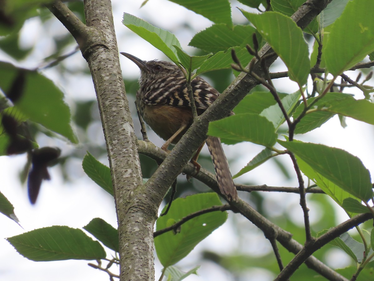 Band-backed Wren - ML638255669