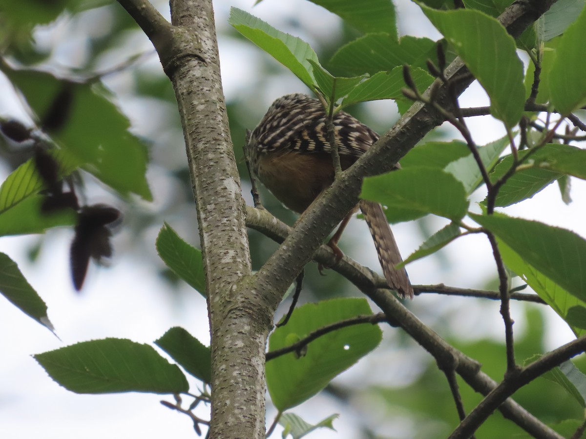 Band-backed Wren - ML638255670