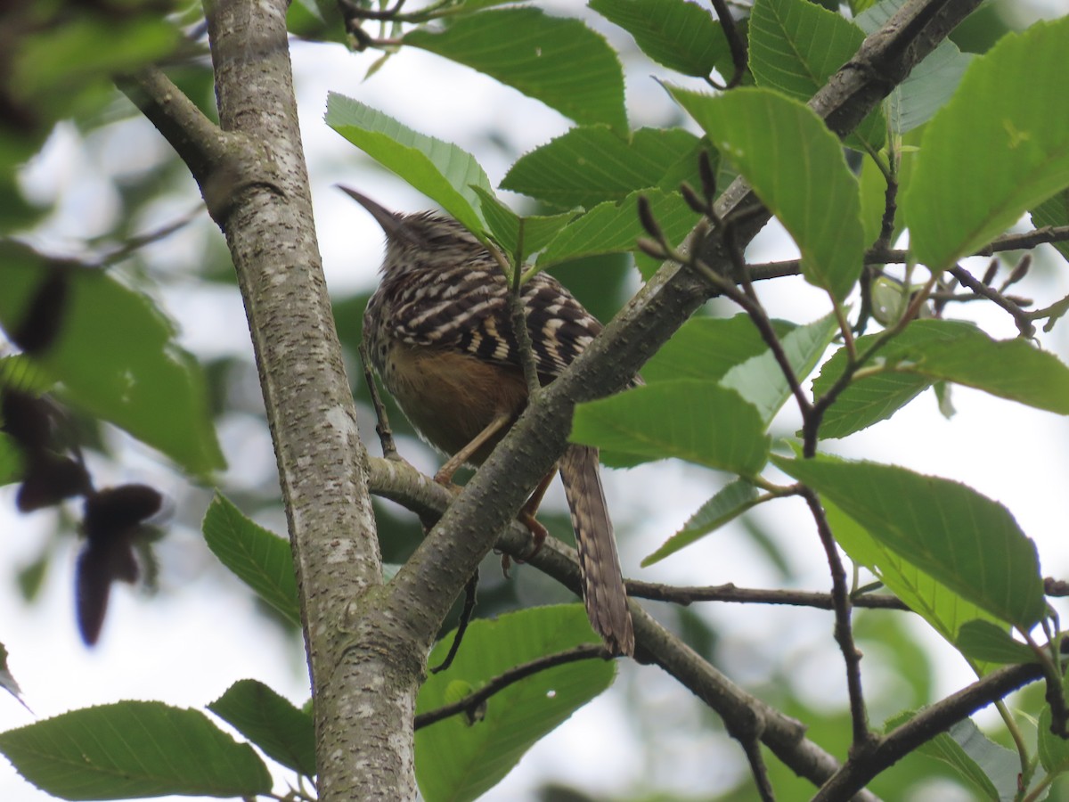 Band-backed Wren - ML638255672