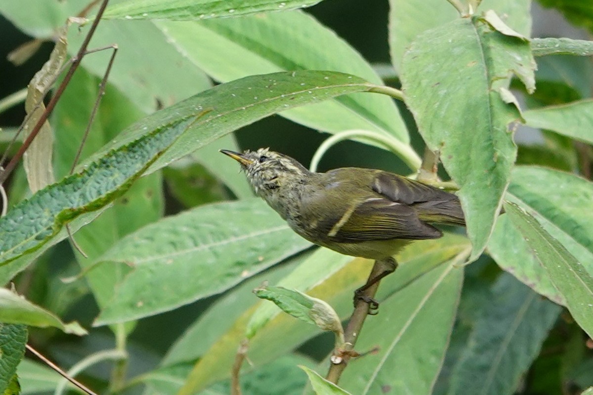 Buff-barred Warbler - ML638255673