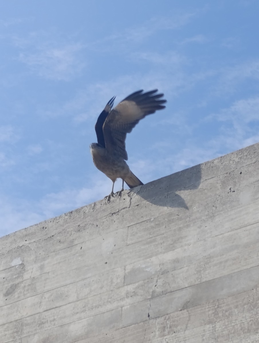 Chimango Caracara - ML638255680