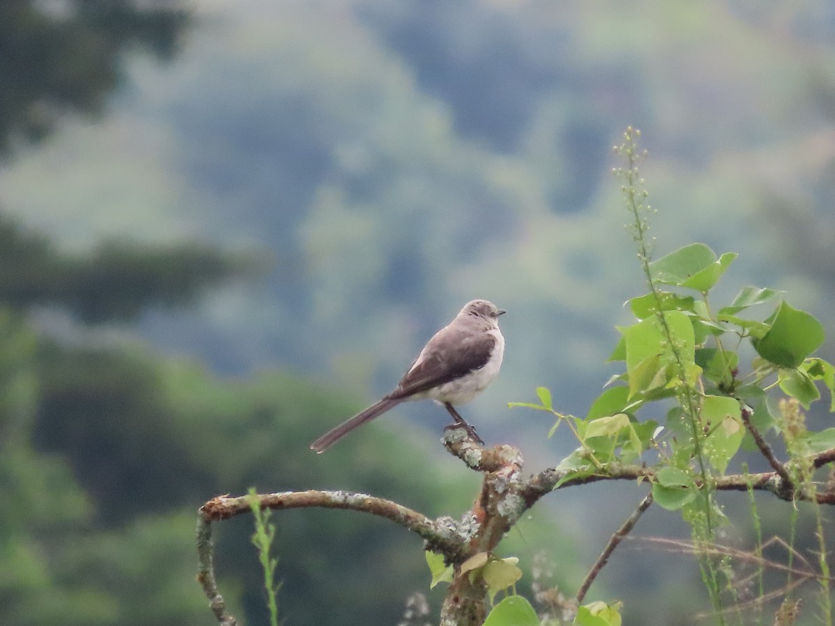 Tropical Mockingbird - ML638255684