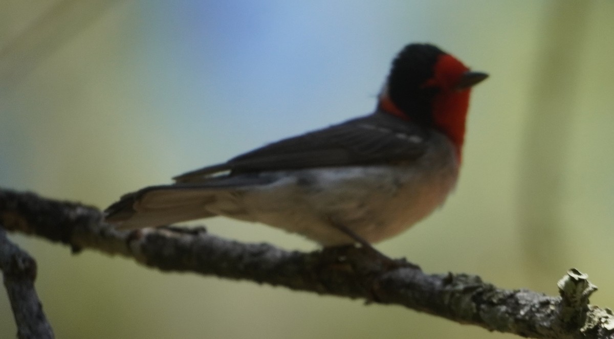 Red-faced Warbler - ML638255686