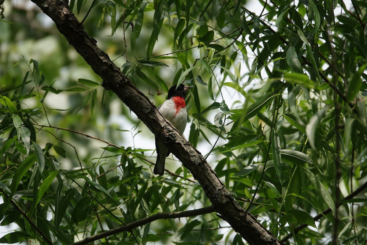Rose-breasted Grosbeak - ML638255743