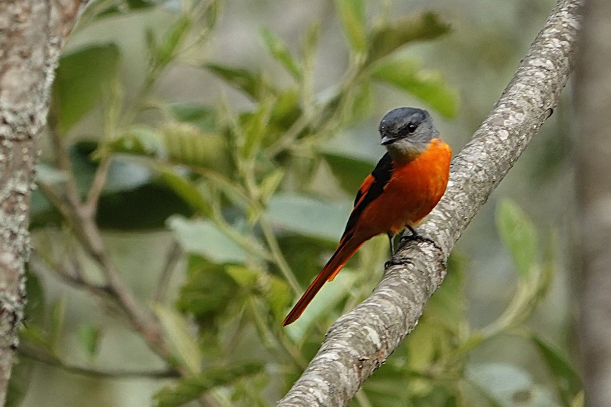 Graukehl-Mennigvogel - ML638255753
